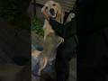 飼い主に２日ぶりの再会で嬉しさ爆発 #shorts #short #shortvideo #goldenretriever #犬 #犬のいる暮らし #dog