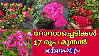 ചെടികളെല്ലാം കുറഞ്ഞ വിലയിൽ|Cheapest Rose plant Nursery in Mannuthy |Salu koshy