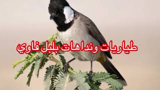 طياريات ونداها لتحريك البلبل الخام تحياتي للجميع لا تنسى الاشتراك في القناه فضلًا لفائدتك ❤️منقول