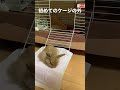 【うさぎのステラ】ホーランドロップがきました。　　　人懐こいし元気なので、ケージの外に出てみました。 ホーランドロップイヤー　 赤ちゃんうさぎ