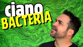 CYANOBACTERIA | Questions and Answers ►