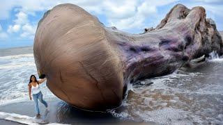 17 Strangest Things Washed Up on Beaches