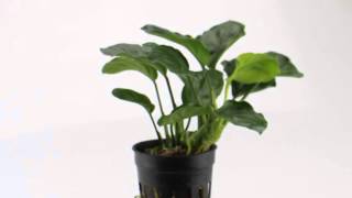 Anubias barteri Coin Leaf - Aquarium Plant for Beginners