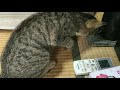 【小梅】主への土産　バッタにトンボじゃら　today s cat　2019 06 11