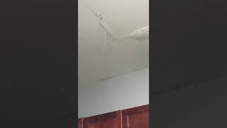 Is my ceiling leaking 👀💦 #water #plumbing #funnyvideo