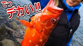 強烈な引き！底が見えるような浅瀬から、真紅の高級魚が飛び出してきた！！