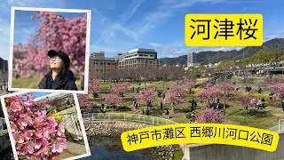 🌸2024河津桜＠神戸市灘区の西郷川河口公園shot/ edited by Insta360