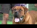 หมาใหญ่ boerboel พ่อพันธ์ุหัวใหญ่ร่างบึก จากคอก elevation asia big dog