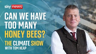 Why honey bees don’t need saving | The Climate Show with Tom Heap