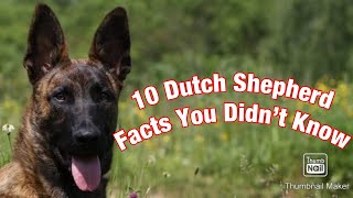 TOP 10 Dutch Shepherd Facts You Didn't Know!