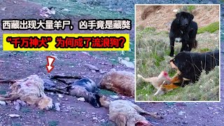 西藏出現大量羊尸，兇手竟是藏獒！“千萬神犬”為何成了流浪狗？