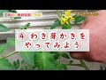 【知らなきゃ損する！】トマトの育て方の注意点！！　～狭い庭で家庭菜園～