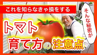 【知らなきゃ損する！】トマトの育て方の注意点！！　～狭い庭で家庭菜園～