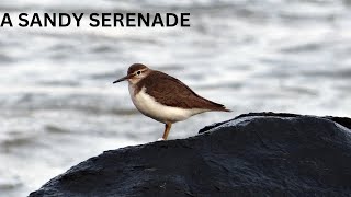 The Common Sandpiper  A Sandy Serenade