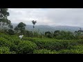 Tea Estate Deniyaya