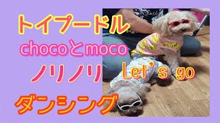 【トイプードルchocoとmoco】Rettugo　danshinngu　ダンシング　エボリューション　チョコとモコは！ノリノリ～はじけちゃいます！！　ダンスアプリに挑戦してみました。