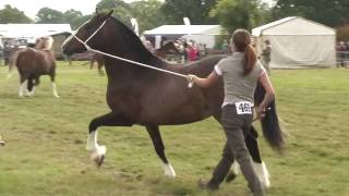 Welsh cobs at Edenbridge and oxted 2009