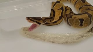 Ball python shedding