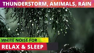 🔵 EPIC THUNDERSTORM, RAIN & ANIMALS Nature Sounds For Relaxing, Insomnia or Sleeping Problems