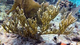 @trinamason captures and films 4K underwater super cool coral August 10 2024 3:39pm scuba diving