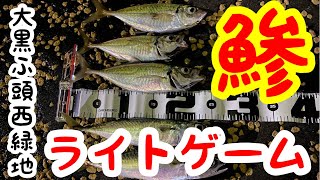 横浜アジング！まん丸太った引きアジのいいアジ！