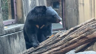 朝ごはんを食べるウタちゃん【‎2024年‎1月19日】【上野動物園】ツキノワグマ