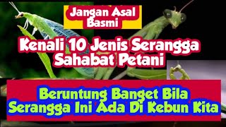 Pertanian - Jenis Serangga Sahabat Petani [ Entomologi ]