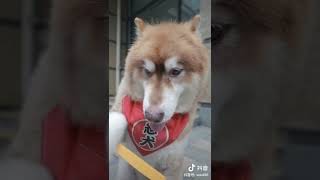 犬が可愛すぎる