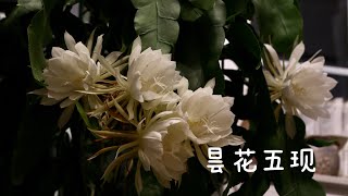 昙花/Queen of the night flower/延时记录美丽瞬间/25.08.2022