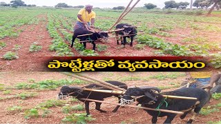 Farmer Using Sheep for Agricultural Work | వ్యవసాయ పనులకు గొర్రె పొట్టేళ్లను ఉపయోగిస్తున్న రైతు