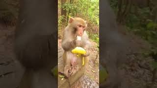 Animal Life Monkey Protect Wildlife #Shorts 202203 39