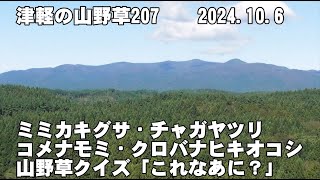 津軽の山野草207(ﾐﾐｶｷｸﾞｻ、ﾁｬｶﾞﾔﾂﾘ、ｺﾒﾅﾓﾐ、ｸﾛﾊﾞﾅﾋｷｵｺｼ、山野草ｸｲｽﾞ)