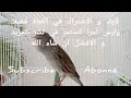 chant canaris تغريد الكناري