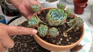 Trasplantes de Echeveria “elegans” y pachiveria “ little jewel “/bea