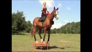 Dámalovas Bemutató - Molnár Andrea (Side Saddle Dressage)