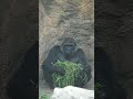 モモコ、ひとりで食事中 【上野動物園】 ゴリラ🦍