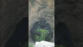 モモコ、ひとりで食事中  【上野動物園】  ゴリラ🦍