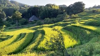 夕日に映える大山千枚田と梅ケ瀬渓谷の絶景Spectacular view of Oyama Senmaida Top 100 rice terraces in Japan lit by the set