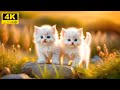 Baby Animals 4K - Little Planet Of The World Adorable Baby Animals With Soothing Relaxing Music