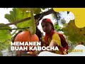 Memanen Buah Kabocha | SI BOLANG (13/09/22)