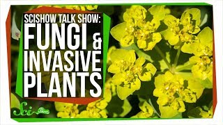 Fungi and Invasive Plants: SciShow Talk Show