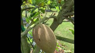 Mamey Sapote