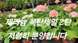 분양문의 010 5787 5493 메세지 주세요 가끔번호가 틀린게 있는데 화면에 있는 번호가  맞는번호예요