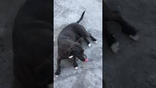 Friendly stray dog shows me his belly for pets in Rosarito, Mexico.