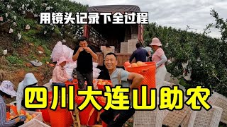 四川大凉山助农，石榴从采摘到消费者手里都经历了些什么？黑娃用镜头记录下全过程【868房车旅行】