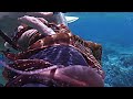 attacked by octopus snorkeling 宮古島　八重干瀬　ヤビジ　島タコ