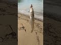 【釣り】キスで大喜びする先輩と後輩　 キス キス釣り 海釣り 魚釣り