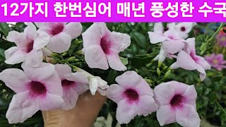 12가지수국 으아리 체리한잎세이지 야생화꽃모종 정원수