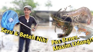 BIKIN KETAGIHAN! SEROK UDANG DI SUNGAI YANG SEDANG SURUT