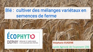 Blé :cultiver des mélanges variétaux en semences de ferme